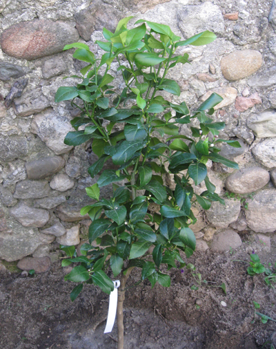 Lemon Tree1.jpg